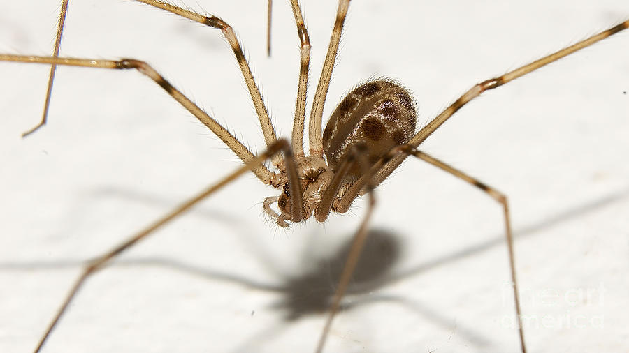 Spider #2 Photograph by Mareko Marciniak