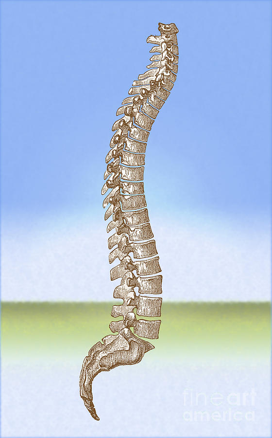 Spinal Column #2 Photograph by Science Source