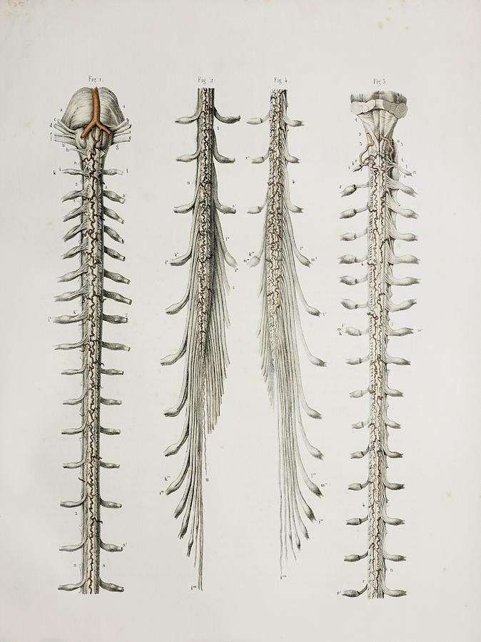 spinal cord picture anatomy