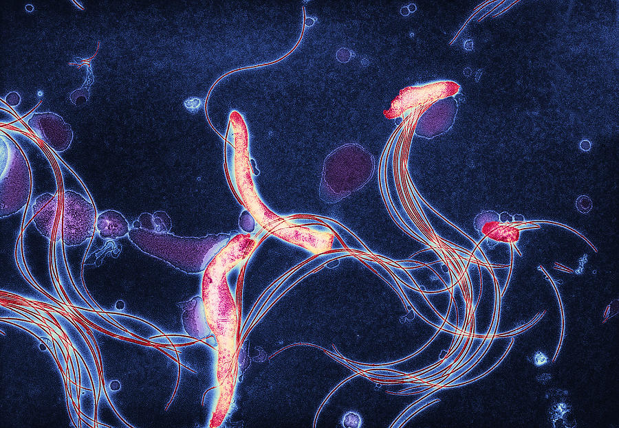 Spring Photograph - Spirochete Bacteria, Tem #2 by Hazel Appleton, Centre For Infectionshealth Protection Agency