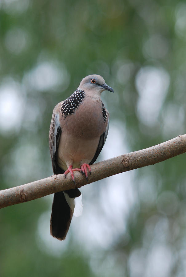 Spotted Dove #2 Photograph by Perry Van Munster