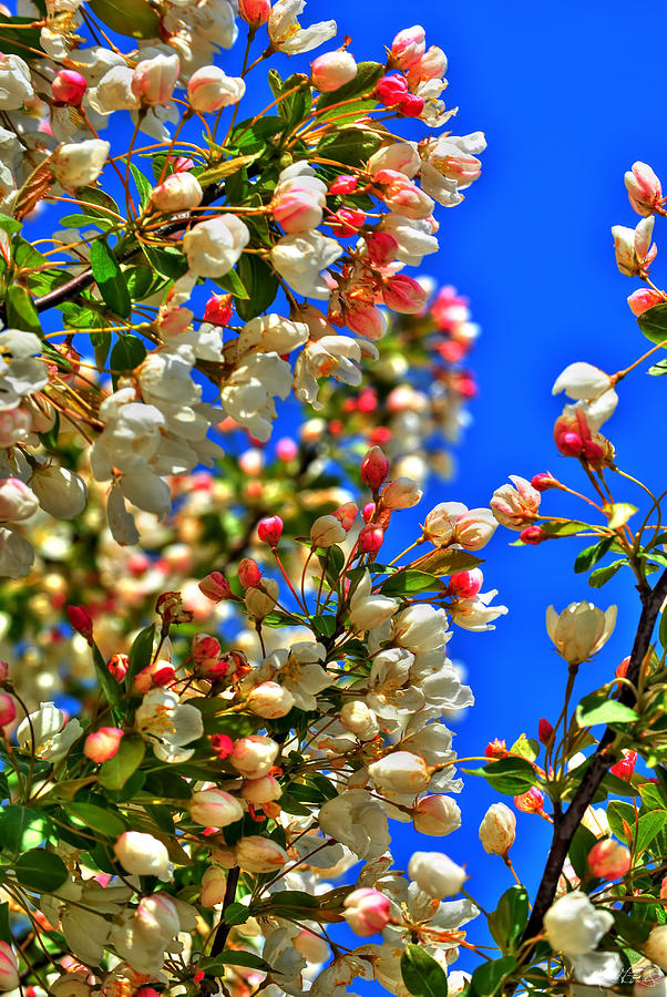 Spring Blossoms #2 Photograph by Michael Frank Jr