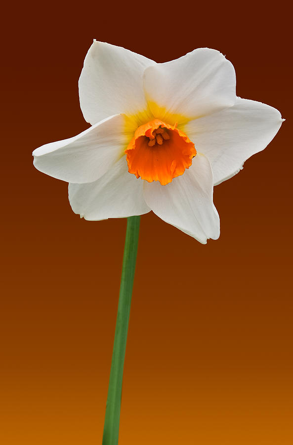 Spring Bulb Photograph by Matthew Bamberg