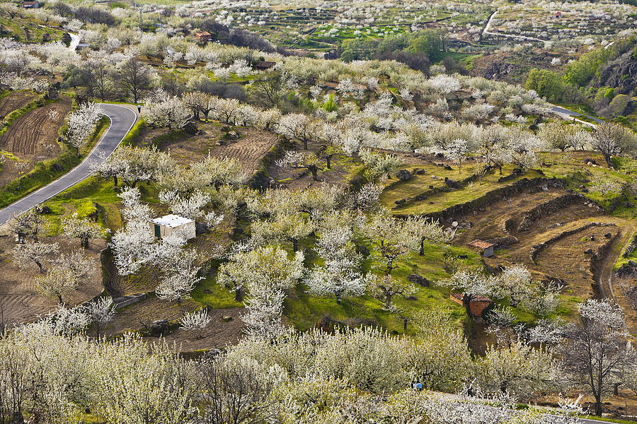 Spring Landscape In The Jerte Valley #2 Photograph by Gonzalo Azumendi