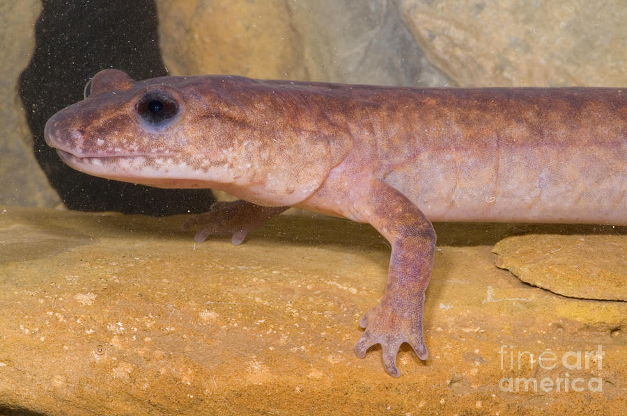 Spring Salamander #2 Photograph by Dante Fenolio