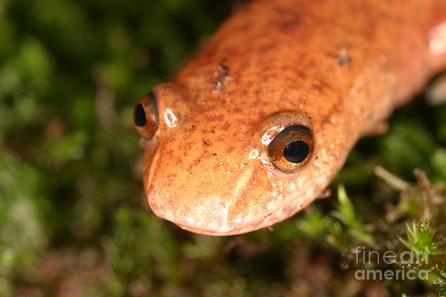 Animal Photograph - Spring Salamander #2 by Ted Kinsman