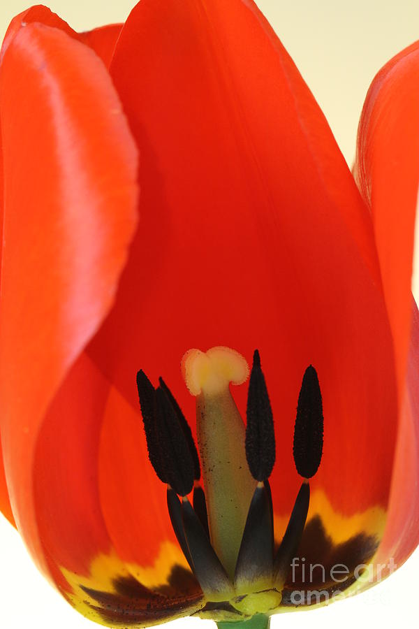 Stamen Of Tulip #2 Photograph by Photo Researchers, Inc.