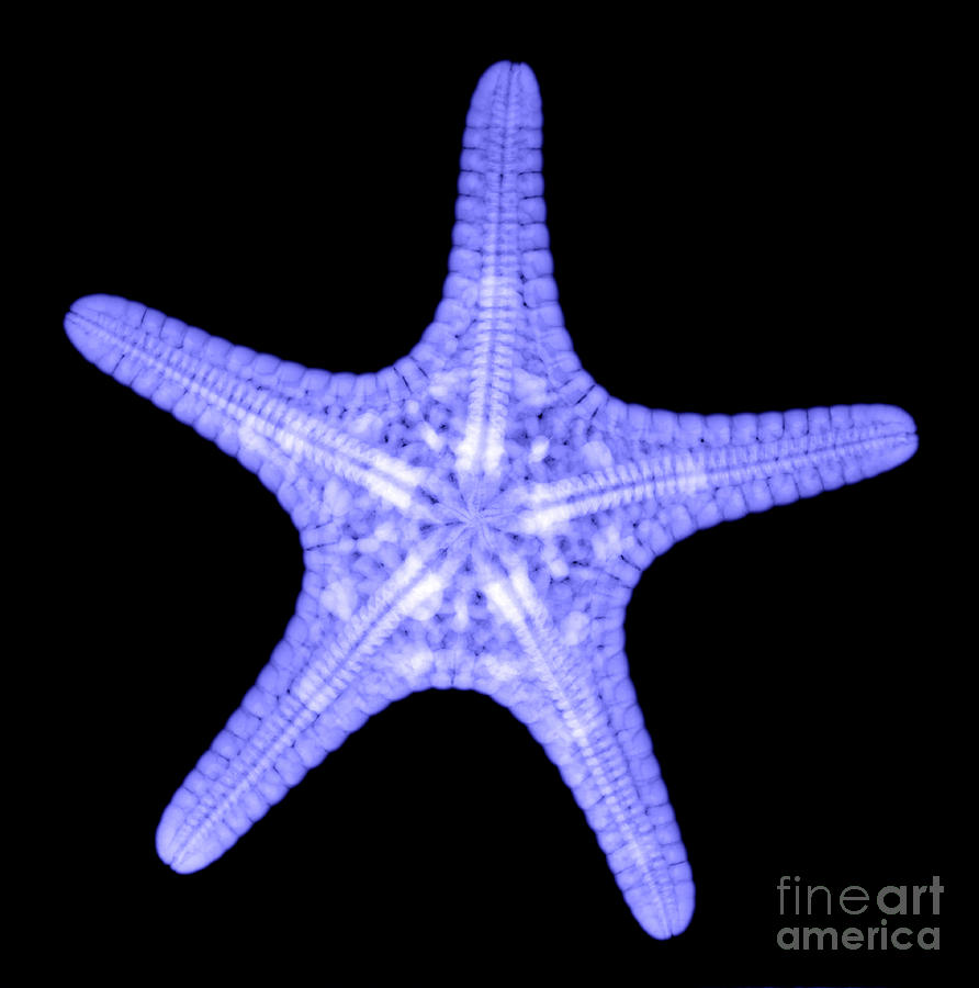 Animal Photograph - Starfish #2 by Ted Kinsman