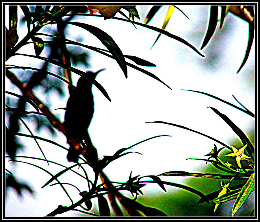 Story Of A Small Bird #2 Photograph by Anand Swaroop Manchiraju