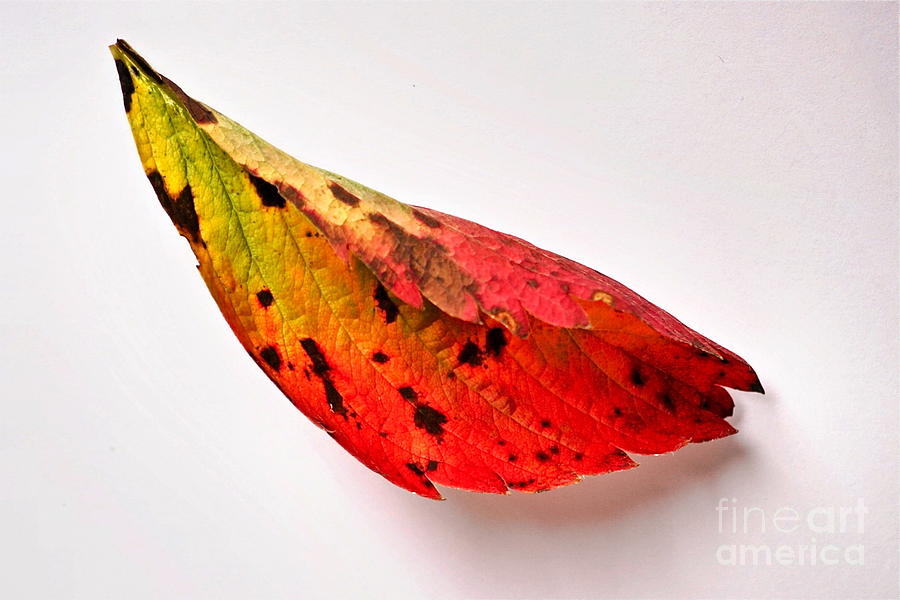 Strawberry Leaf in Autumn #2 Photograph by Sean Griffin