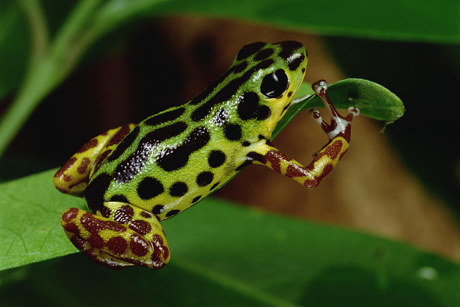 Strawberry Poison Dart Frog Dendrobates #2 Photograph by Mark Moffett
