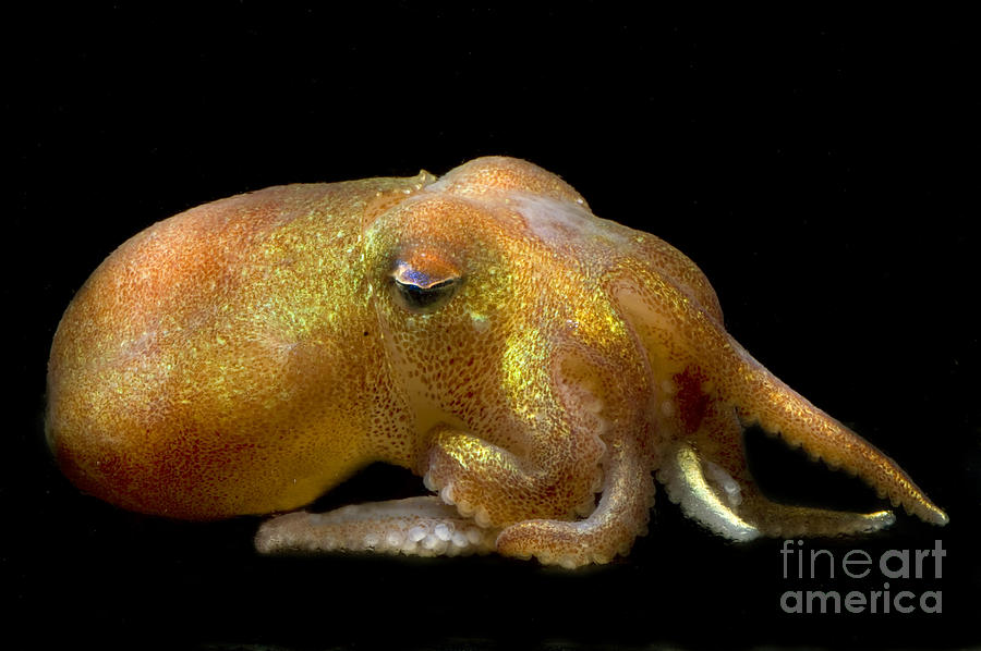 Stubby Squid #5 Photograph by Dante Fenolio