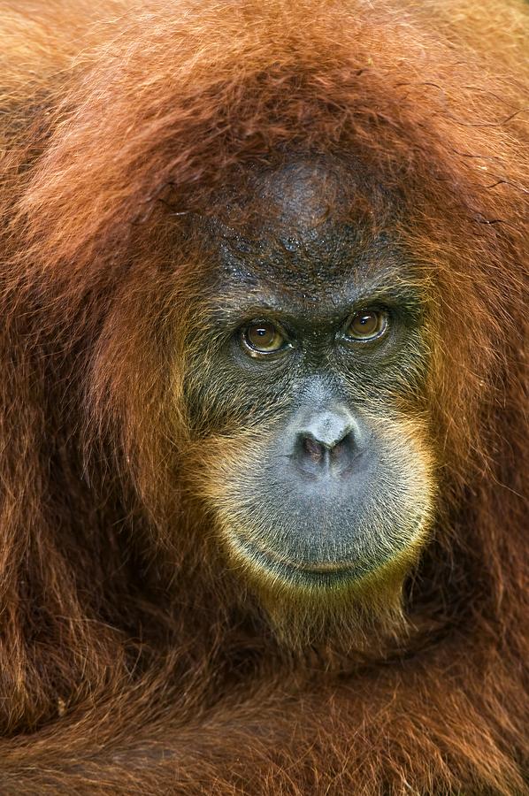 Nature Photograph - Sumatran Orangutan #2 by Tony Camacho