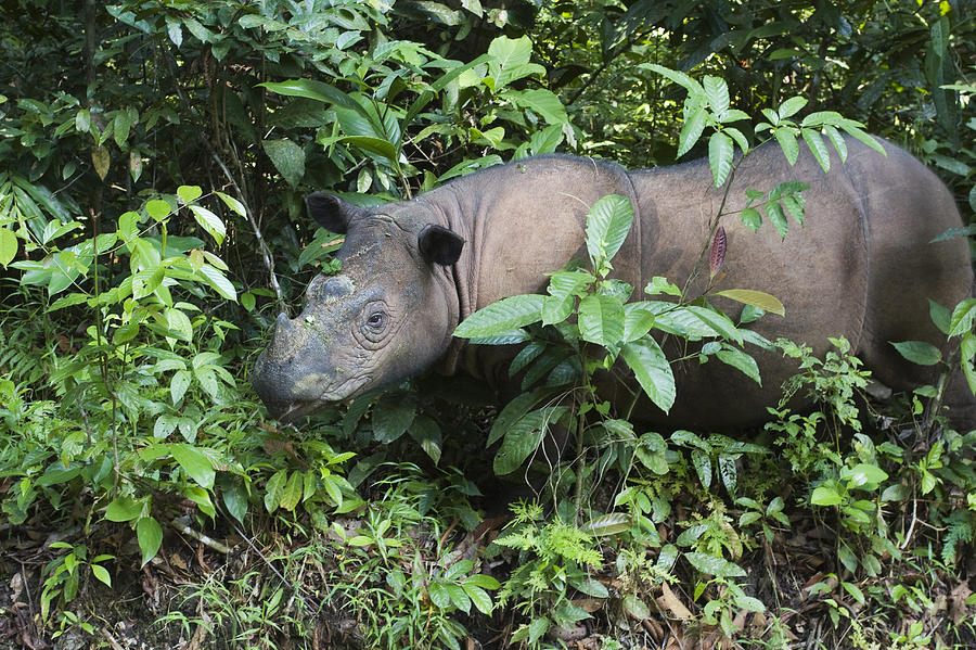 Sumatran Rhinoceros Sumatran Rhino #2 Photograph by Suzi Eszterhas