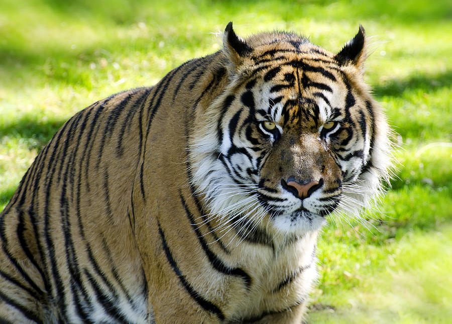 Wildlife Photograph - Sumatran Tiger  #2 by Saija Lehtonen