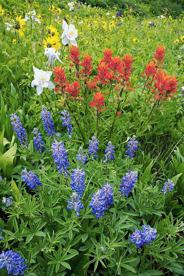 Summer Mountain Flowers Photograph by Bob Gibbons - Fine Art America