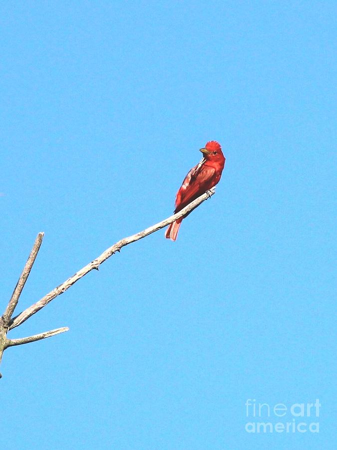 Summer Tanager #2 Photograph by Jack R Brock