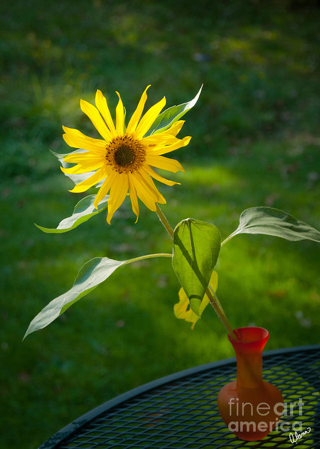 Sunflower #2 Photograph by Alana Ranney