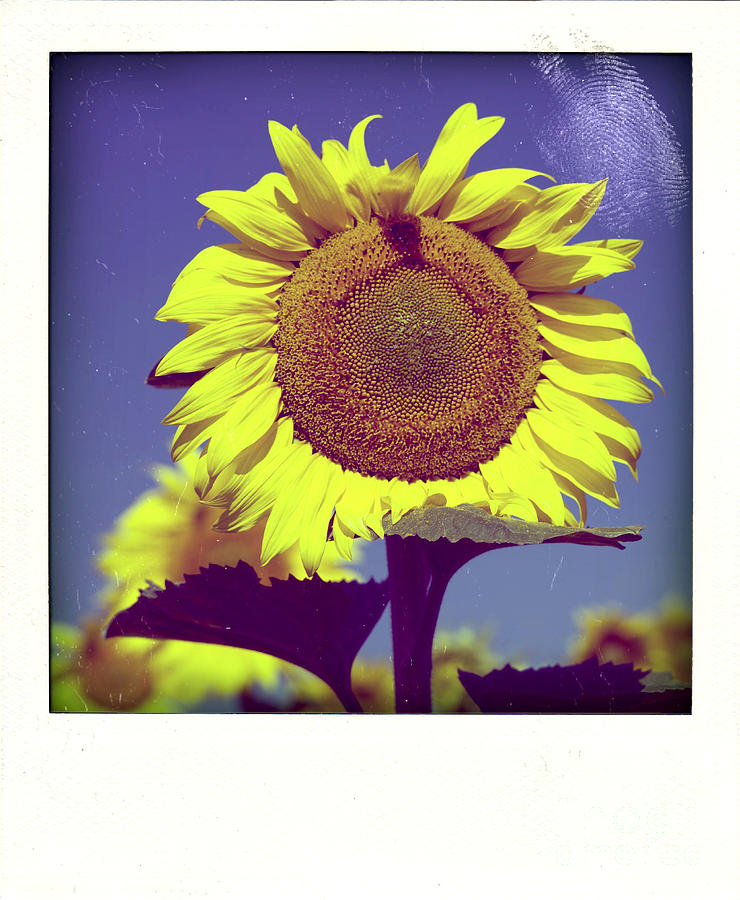 Sunflower Photograph - Sunflower #2 by Bernard Jaubert