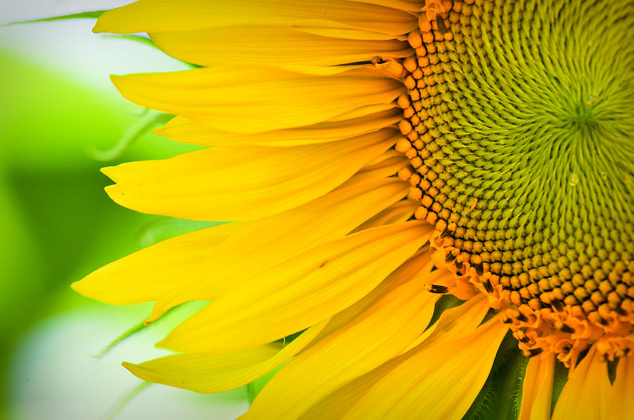 Nature Photograph - Sunflower Close Up #2 by Brandon Bourdages
