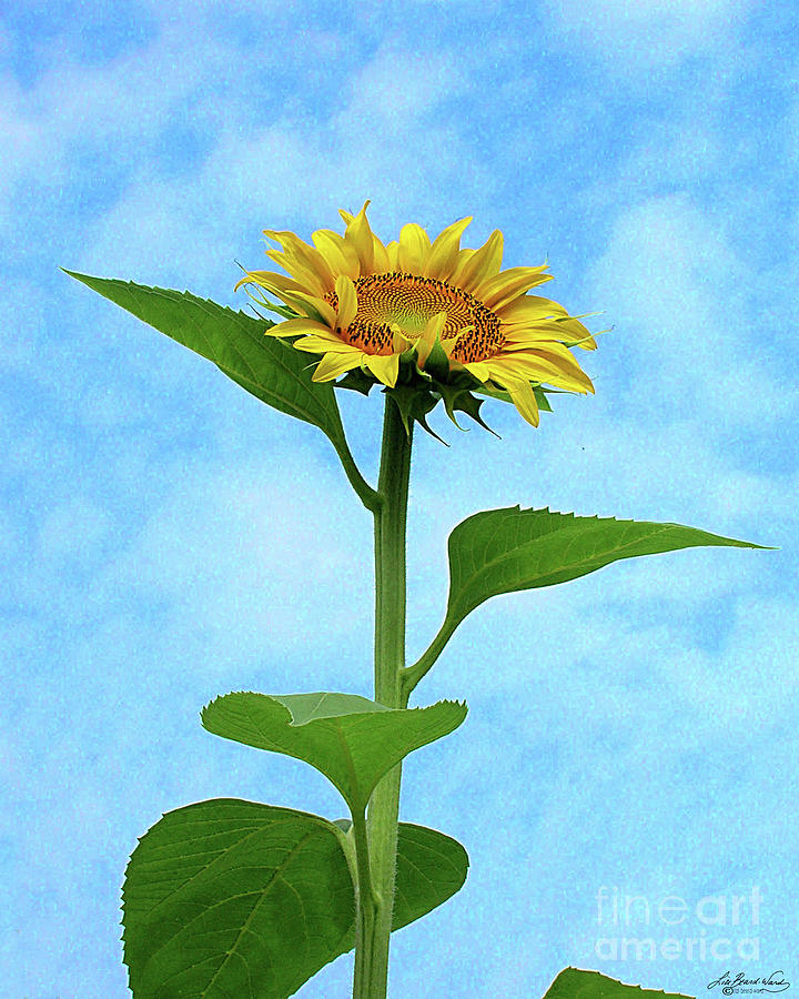 Sunflower 10 #1 Photograph by Lizi Beard-Ward