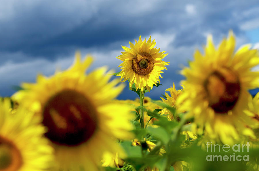 Puy De Dome Photograph - Sunflowers #2 by Bernard Jaubert
