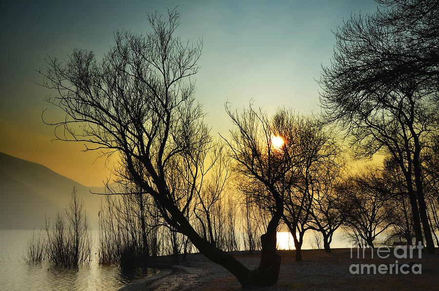 Sunlight between the trees #2 Photograph by Mats Silvan