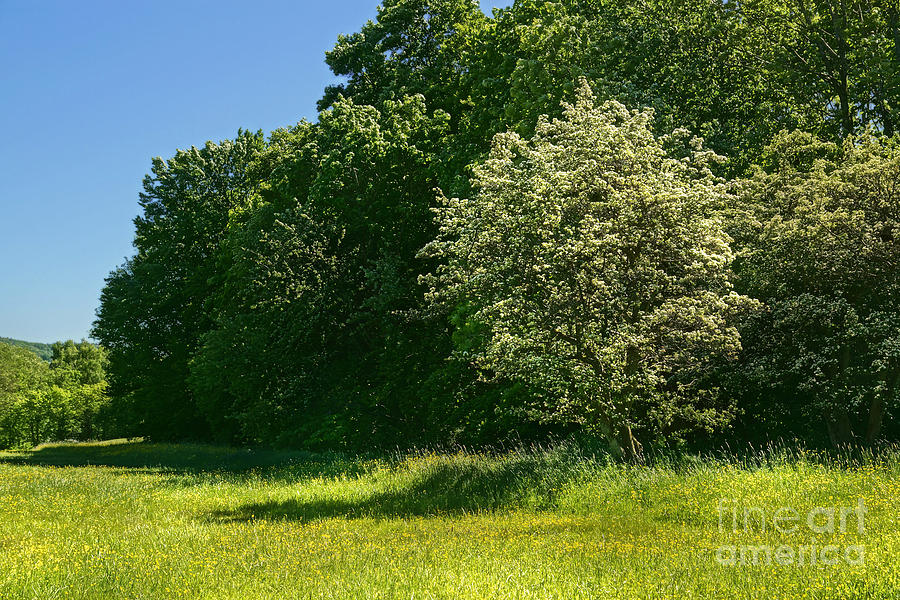Sunny Meadow #2 Photograph by Lutz Baar