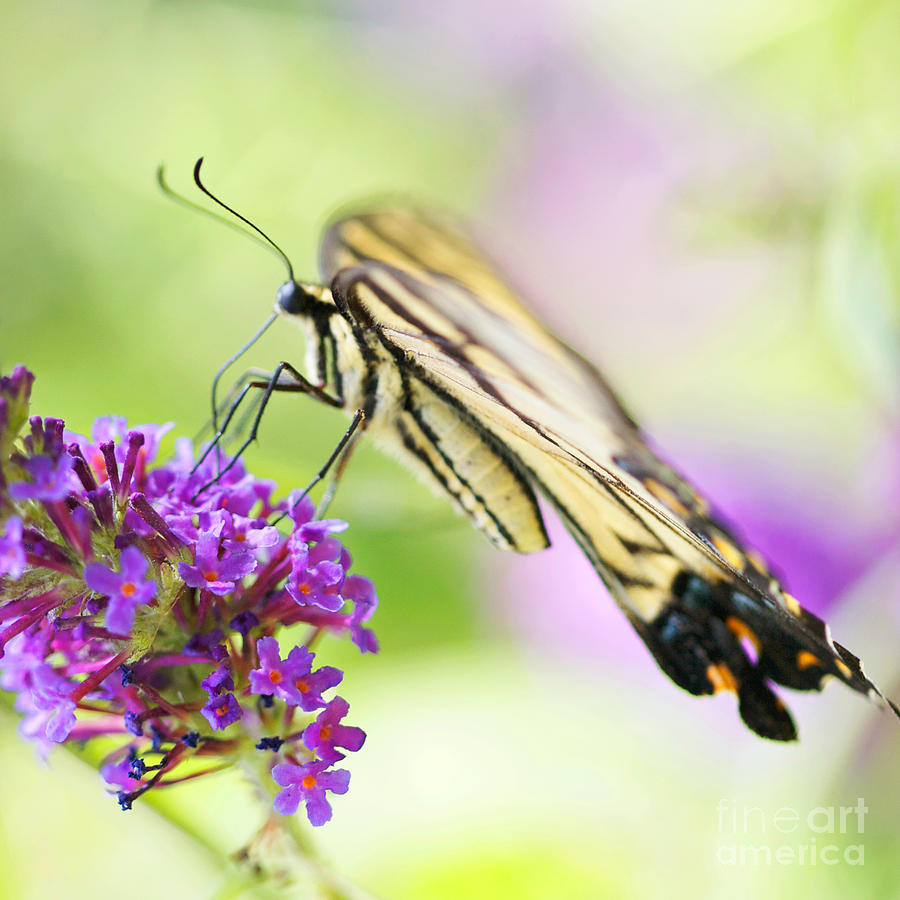 Swallowtail Butterfly #2 Photograph by Kim Fearheiley