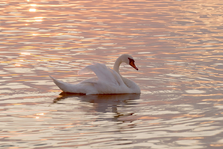 Swan in the lake #2 Photograph by Odon Czintos