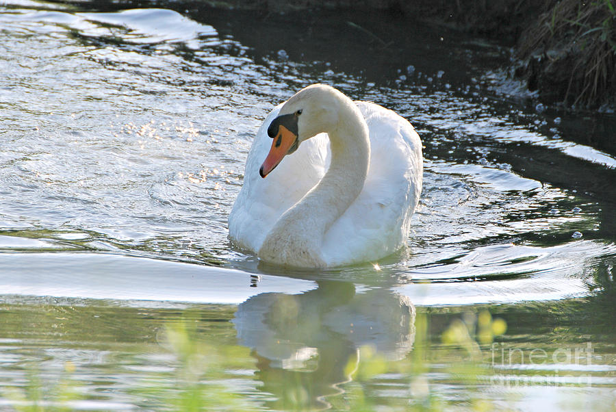 Swan #2 Photograph by Lila Fisher-Wenzel