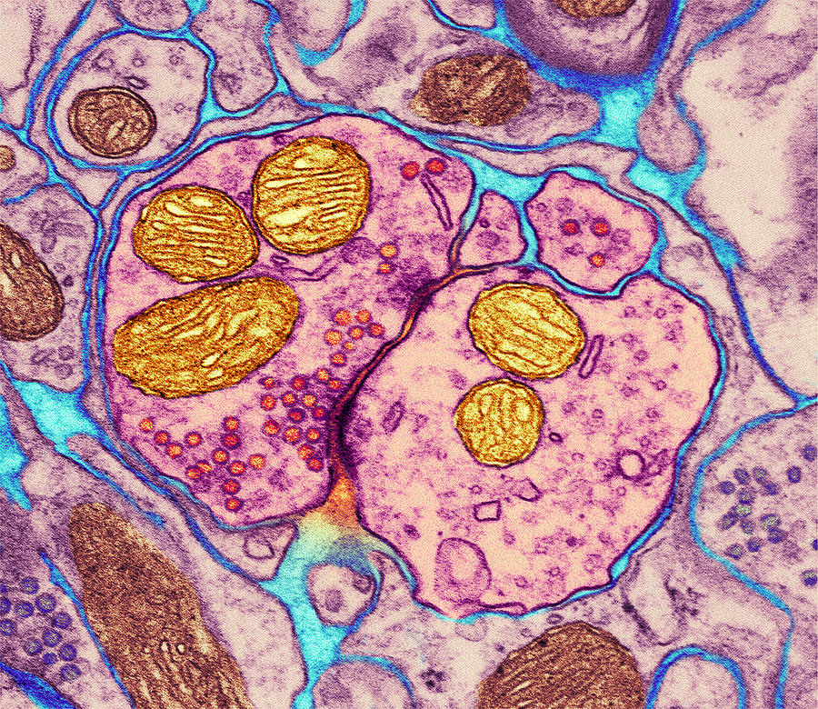 Synapse Nerve Junction, Tem Photograph by Thomas Deerinck, Ncmir