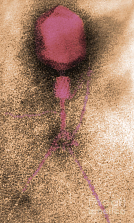 Bacteriophage Photograph - T4 Bacteriophage #2 by Omikron