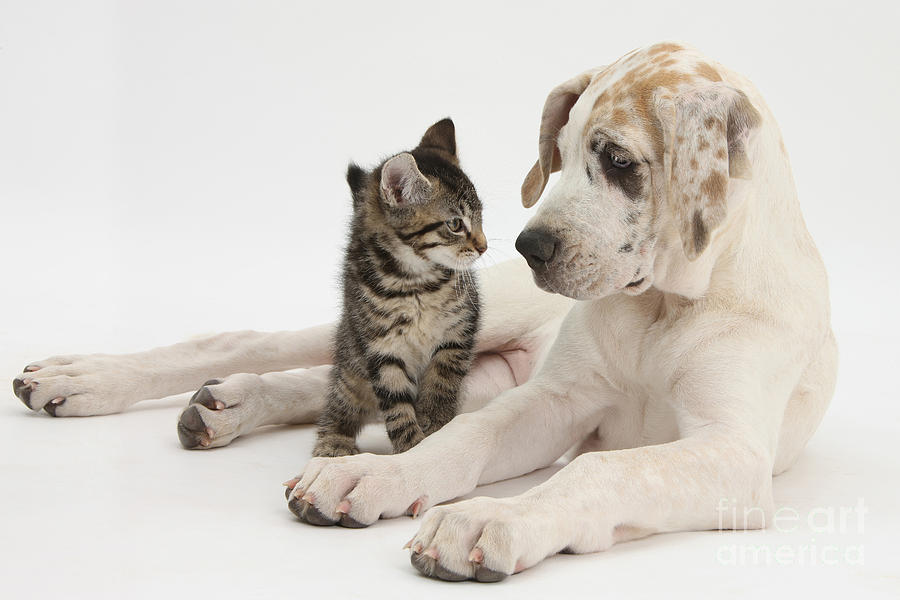 Tabby Kitten & Great Dane Pup #2 Photograph by Mark Taylor