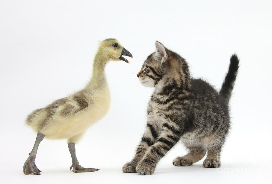 Nature Photograph - Tabby Kitten With Yellow Gosling #2 by Mark Taylor