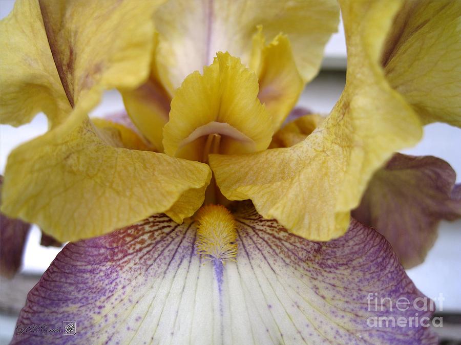 Iris Photograph - Tall Bearded Iris named Butterfingers #2 by J McCombie
