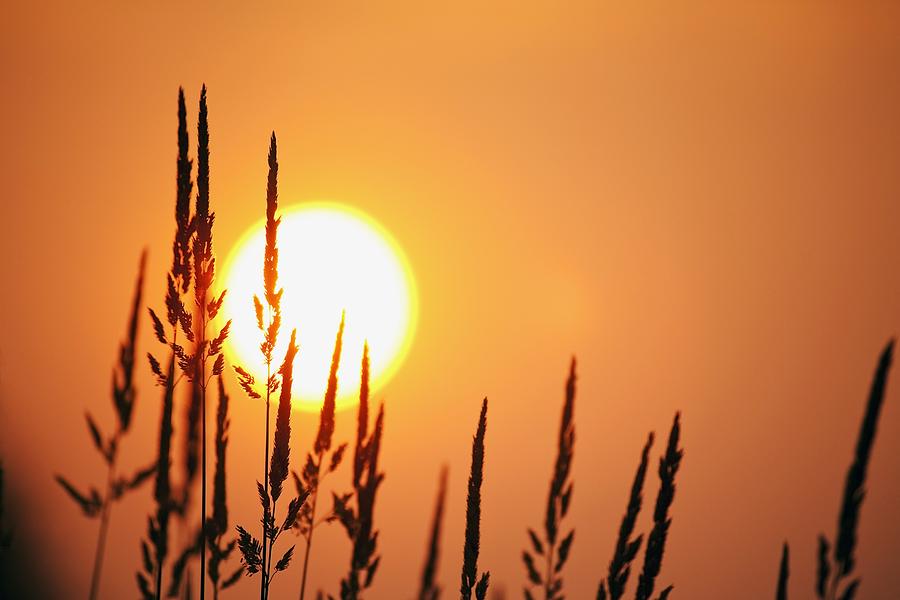 Tall Grass In A Sunset Photograph by Craig Tuttle | Fine Art America