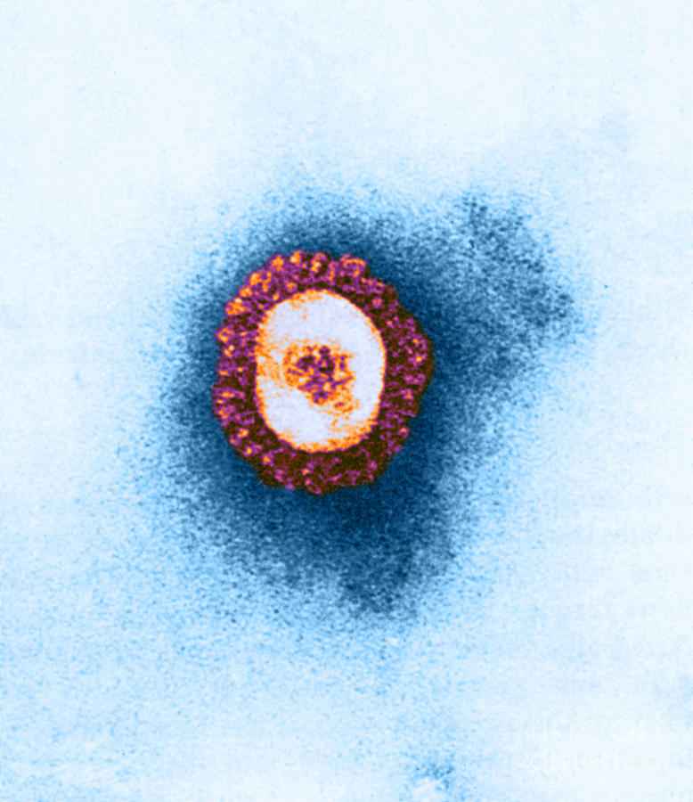 Tem Of Coronavirus #2 Photograph by Science Source