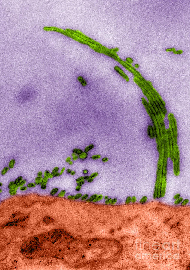 Tem Of Influenza Virus #2 Photograph by Science Source