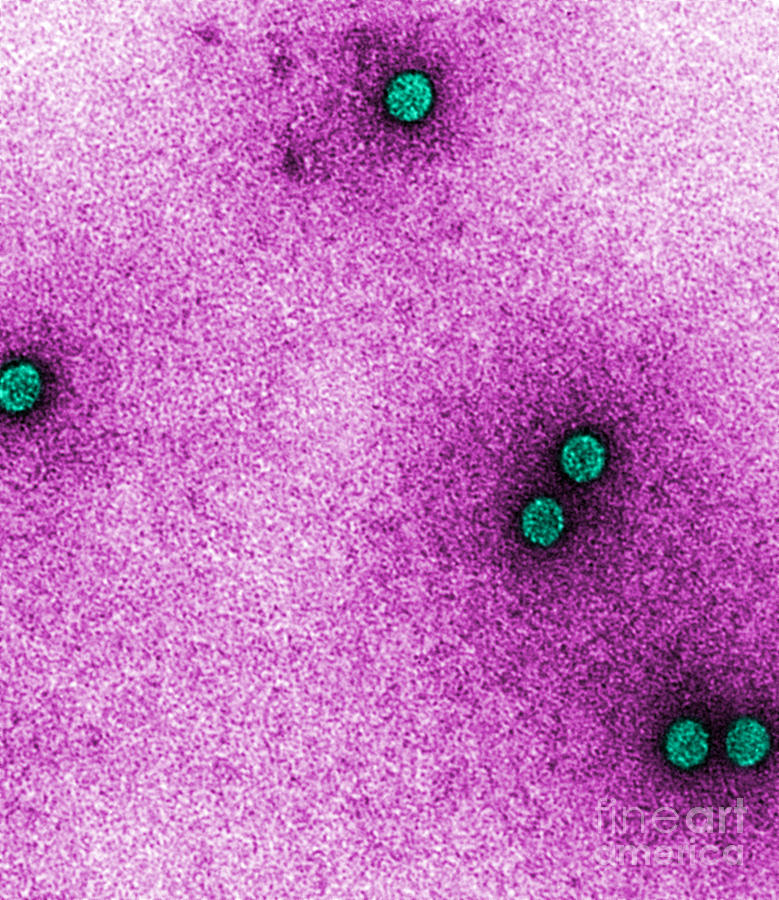 Rhinovirus Photograph - Tem Of Rhinoviruses #2 by Science Source