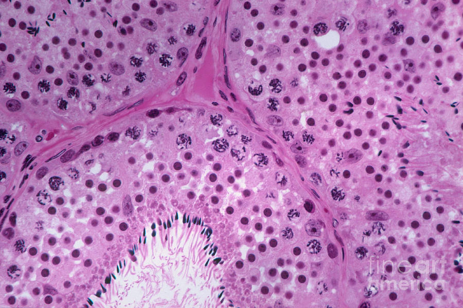 Testis Of A Monkey Lm #2 Photograph by M. I. Walker
