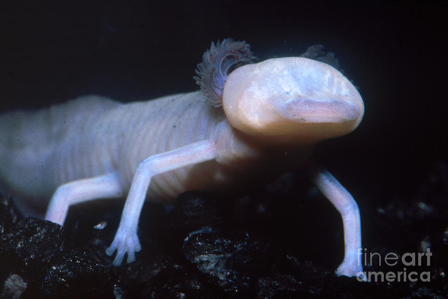 Texas Blind Salamander Eurycea Rathbuni #2 Photograph by Dante Fenolio