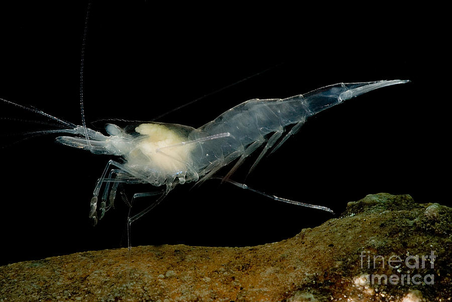 Texas Cave Shrimp #2 Photograph by Dant Fenolio