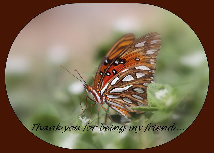 Butterfly Photograph - Thank You Card #2 by Travis Truelove