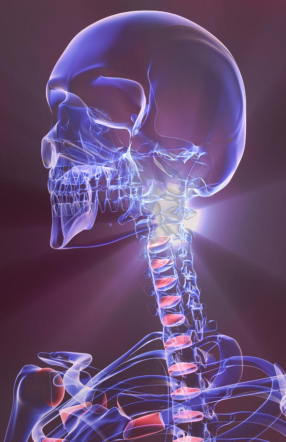 The Bones Of The Head, Neck And Face Digital Art by MedicalRF.com The Bones Of The Head, Neck And Face Digital Art by MedicalRF.com