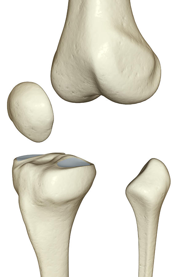 Vertical Digital Art - The Bones Of The Knee #2 by MedicalRF.com