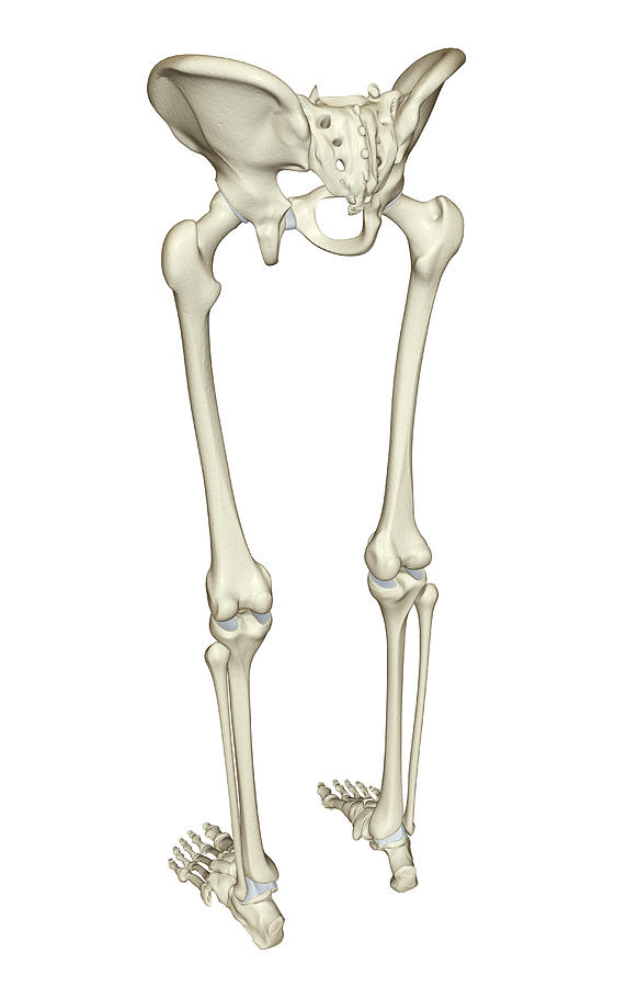 The Bones Of The Lower Body #2 Digital Art by MedicalRF.com