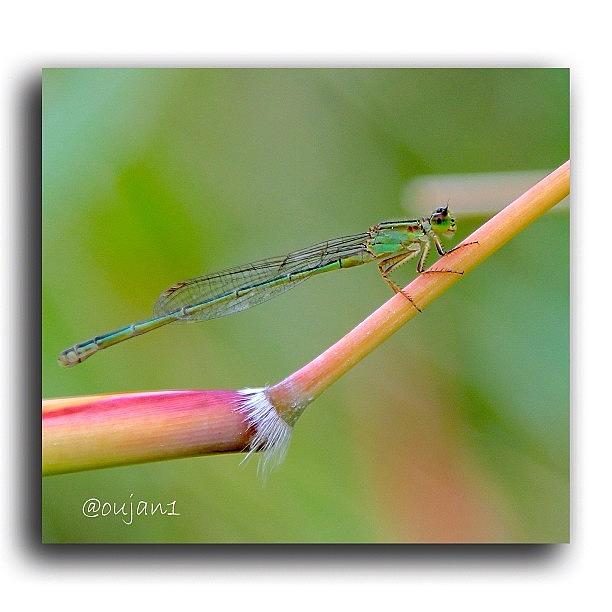 Rose Photograph - The Previous Dragonfly From Another #2 by Ahmed Oujan