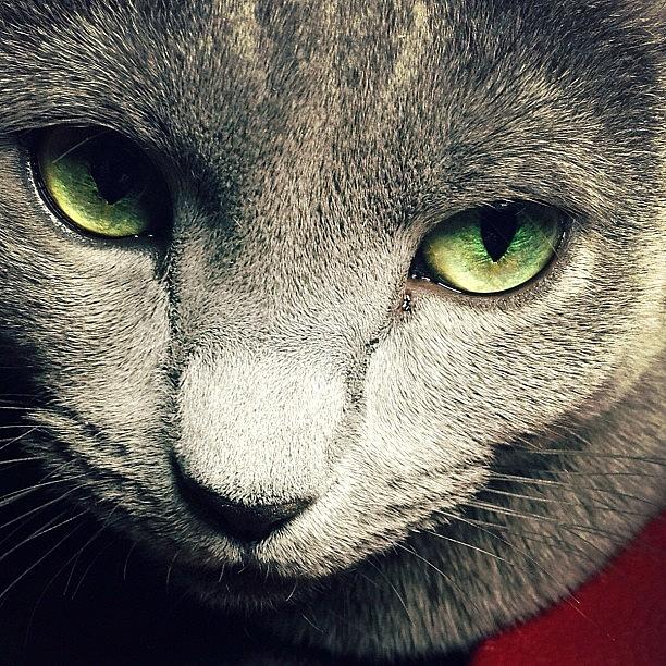 New York City Photograph - The Russian Blue #2 by Natasha Marco