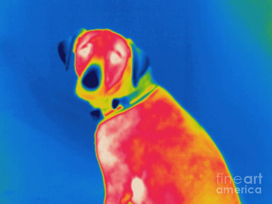 Thermogram Of A Dog #6 Photograph by Ted Kinsman